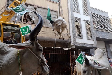 上の写真はトルコと同じイスラム教国、パキスタン・イスラム共和国（通称・パキスタン）での犠牲祭の様子。このように家畜を吊るして神に祈りを捧げるという。 (C)Anadolu Agency/Getty Images